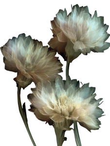 Digitized Floral Scanner Art Vinyl Car Decal Sticker – Waterproof & UV-Resistant 4.1066666666666665"