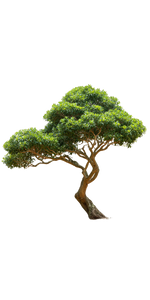 Sculptural Syzygium Tree Vinyl Car Decal Sticker – Waterproof & UV-Resistant 10.2