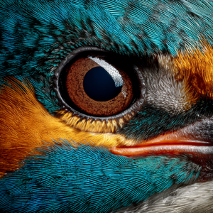 Kingfisher Eye Close-Up Vinyl Car Decal Sticker – Waterproof & UV-Resistant 6.826666666666667"