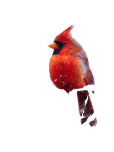 Cardinal In Snow V2 Vinyl Car Decal Sticker – Waterproof & UV-Resistant 8.213333333333333"