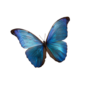 Blue Butterfly Flight Vinyl Car Decal Sticker – Waterproof & UV-Resistant 6.826666666666667"