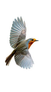 Robin In Flight V2 Vinyl Car Decal Sticker – Waterproof & UV-Resistant 9.706666666666667"