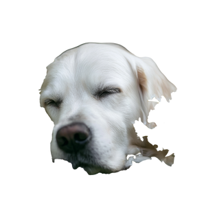 Sleeping White Retriever Vinyl Car Decal Sticker – Waterproof & UV-Resistant 3.4133333333333336"