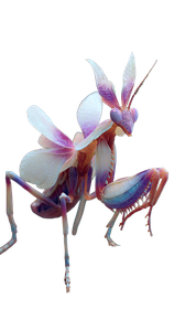 Orchid Mantis Close-Up Vinyl Car Decal Sticker – Waterproof & UV-Resistant 9.706666666666667"