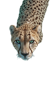 Majestic Cheetah Swimming Vinyl Car Decal Sticker – Waterproof & UV-Resistant 9.706666666666667"