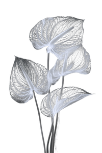 X-Ray Anthurium Photography Vinyl Car Decal Sticker – Waterproof & UV-Resistant 8.96"