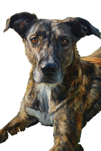 Brindle Dog Portrait Vinyl Car Decal Sticker – Waterproof & UV-Resistant 4.4