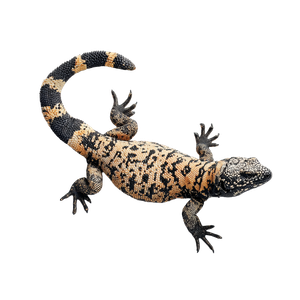 Gila Monster V2 Vinyl Car Decal Sticker – Waterproof & UV-Resistant 3.4133333333333336"