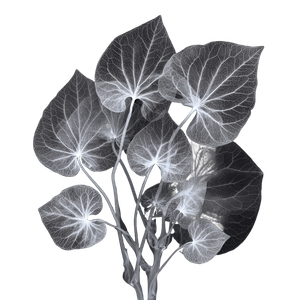 X-Ray Sweet Potato Vinyl Car Decal Sticker – Waterproof & UV-Resistant 3.4133333333333336"