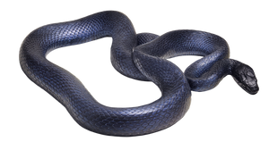 Curled Cobalt Snake Vinyl Car Decal Sticker – Waterproof & UV-Resistant 5.4