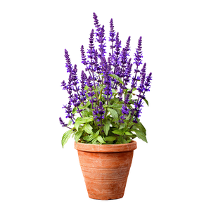 Salvia Caradonna Plant V2 Vinyl Car Decal Sticker – Waterproof & UV-Resistant 3.4133333333333336"