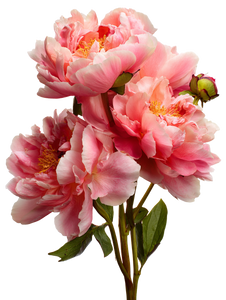 Peony Bouquet V7 Vinyl Car Decal Sticker – Waterproof & UV-Resistant 8.213333333333333"