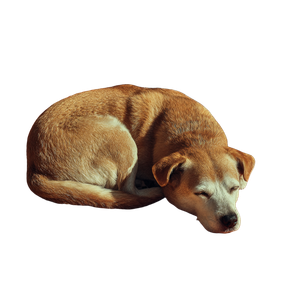Sleeping Dog V10 Vinyl Car Decal Sticker – Waterproof & UV-Resistant 3.4133333333333336"