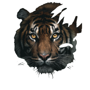 Tiger In Jungle V10 Vinyl Car Decal Sticker – Waterproof & UV-Resistant 6.826666666666667"