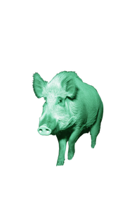Wild Boar Night Vinyl Car Decal Sticker – Waterproof & UV-Resistant 9.706666666666667"
