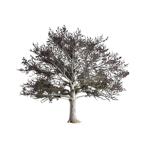 Young Oak Tree V2 Vinyl Car Decal Sticker – Waterproof & UV-Resistant 6.826666666666667"