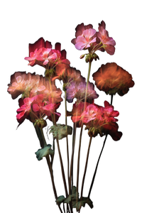 Geranium Flowers Still Vinyl Car Decal Sticker – Waterproof & UV-Resistant 8.96"