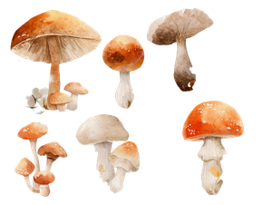 Fall Watercolor Mushrooms Vinyl Car Decal Sticker – Waterproof & UV-Resistant 6.1866666666666665"
