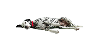 Dalmatian On Sofa Vinyl Car Decal Sticker – Waterproof & UV-Resistant 5.4