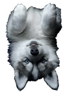 Glowing Husky Puppy Vinyl Car Decal Sticker – Waterproof & UV-Resistant 8.213333333333333"