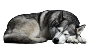 Sleeping Husky V2 Vinyl Car Decal Sticker – Waterproof & UV-Resistant 2.72"