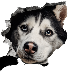Husky Peeking Sticker Vinyl Car Decal Sticker – Waterproof & UV-Resistant 3.4133333333333336"