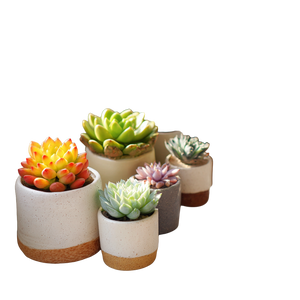 Succulent Pots Corner Vinyl Car Decal Sticker – Waterproof & UV-Resistant 3.4133333333333336"