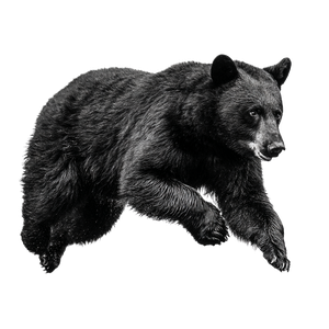 Running Black Bear V4 Vinyl Car Decal Sticker – Waterproof & UV-Resistant 6.826666666666667"