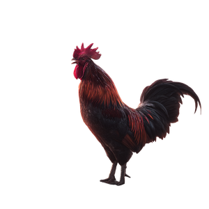 Majestic Rooster Crows Vinyl Car Decal Sticker – Waterproof & UV-Resistant 3.4133333333333336"