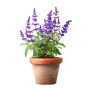 Salvia Caradonna Plant Vinyl Car Decal Sticker – Waterproof & UV-Resistant 3.4133333333333336"