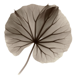 X-Ray Lotus Leaf Vinyl Car Decal Sticker – Waterproof & UV-Resistant 6.826666666666667"