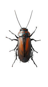 Goodbye Cockroaches Realistic Vinyl Car Decal Sticker – Waterproof & UV-Resistant 4.0"