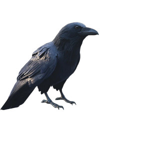 Raven Balcony Closeup Vinyl Car Decal Sticker – Waterproof & UV-Resistant 4.0" Raven Balcony Closeup Vinyl Car Decal Sticker – Waterproof & UV-Resistant 4.0"