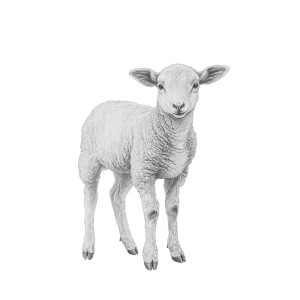 Two Headed Lamb Drawing Vinyl Car Decal Sticker – Waterproof & UV-Resistant 4.0"