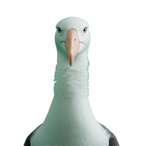 Albatross Green Screen Vinyl Car Decal Sticker – Waterproof & UV-Resistant 4.0"