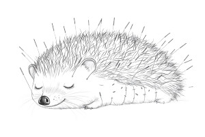 Cute Hedgehog Acupuncture Sketch Vinyl Car Decal Sticker – Waterproof & UV-Resistant 6.0" Cute Hedgehog Acupuncture Sketch Vinyl Car Decal Sticker – Waterproof & UV-Resistant 6.0"