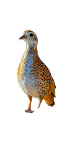 Female Partridge Cyprus Closeup Vinyl Car Decal Sticker – Waterproof & UV-Resistant 4.0"