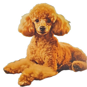 1950S Toy Poodle Poster Vinyl Car Decal Sticker – Waterproof & UV-Resistant 4.0"