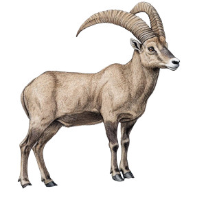 Adult Ibex Hand Drawn Vinyl Car Decal Sticker – Waterproof & UV-Resistant 4.0"