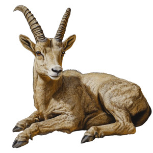 Alpine Ibex Sitting Realistic Vinyl Car Decal Sticker – Waterproof & UV-Resistant 4.0"