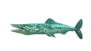 Aquarium Barracuda Menacing Teeth Vinyl Car Decal Sticker – Waterproof & UV-Resistant 7.14"