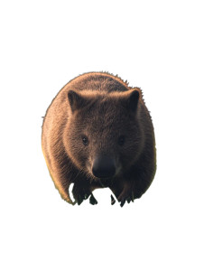 Australian Wombat Green Grass Vinyl Car Decal Sticker – Waterproof & UV-Resistant 4.0" Australian Wombat Green Grass Vinyl Car Decal Sticker – Waterproof & UV-Resistant 4.0"