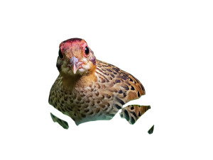 Bamboo Partridge Bush Vinyl Car Decal Sticker – Waterproof & UV-Resistant 5.31"