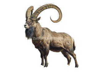 Bezoar Ibex Rocky Terrain Vinyl Car Decal Sticker – Waterproof & UV-Resistant 4.84"