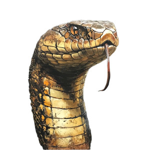 Big Cobra Vinyl Car Decal Sticker – Waterproof & UV-Resistant 4.0"