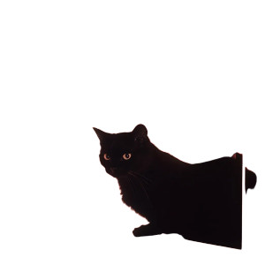 Black Cat Nyc Penthouse Vinyl Car Decal Sticker – Waterproof & UV-Resistant 4.0"