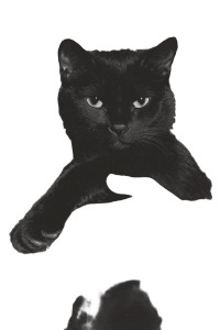 Black White Cat Fashion Vinyl Car Decal Sticker – Waterproof & UV-Resistant 4.48"