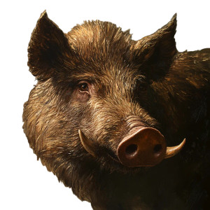 Boar Small Tusks Vinyl Car Decal Sticker – Waterproof & UV-Resistant 4.0"