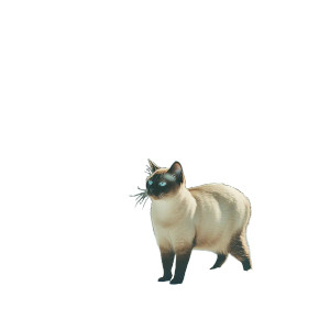 Burmese Cat Snow Door Vinyl Car Decal Sticker – Waterproof & UV-Resistant 4.0"