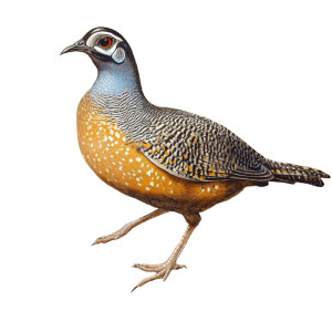 California Quail Constantine Andreou Vinyl Car Decal Sticker – Waterproof & UV-Resistant 4.0"